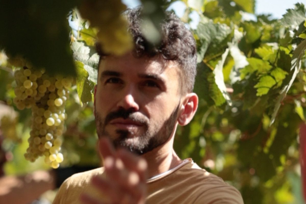 ragazzo raccoglie un grappolo d'uva bianca Trebbiano d'Abruzzo durante vendemmia della tenuta Trium Notaresco di Teramo