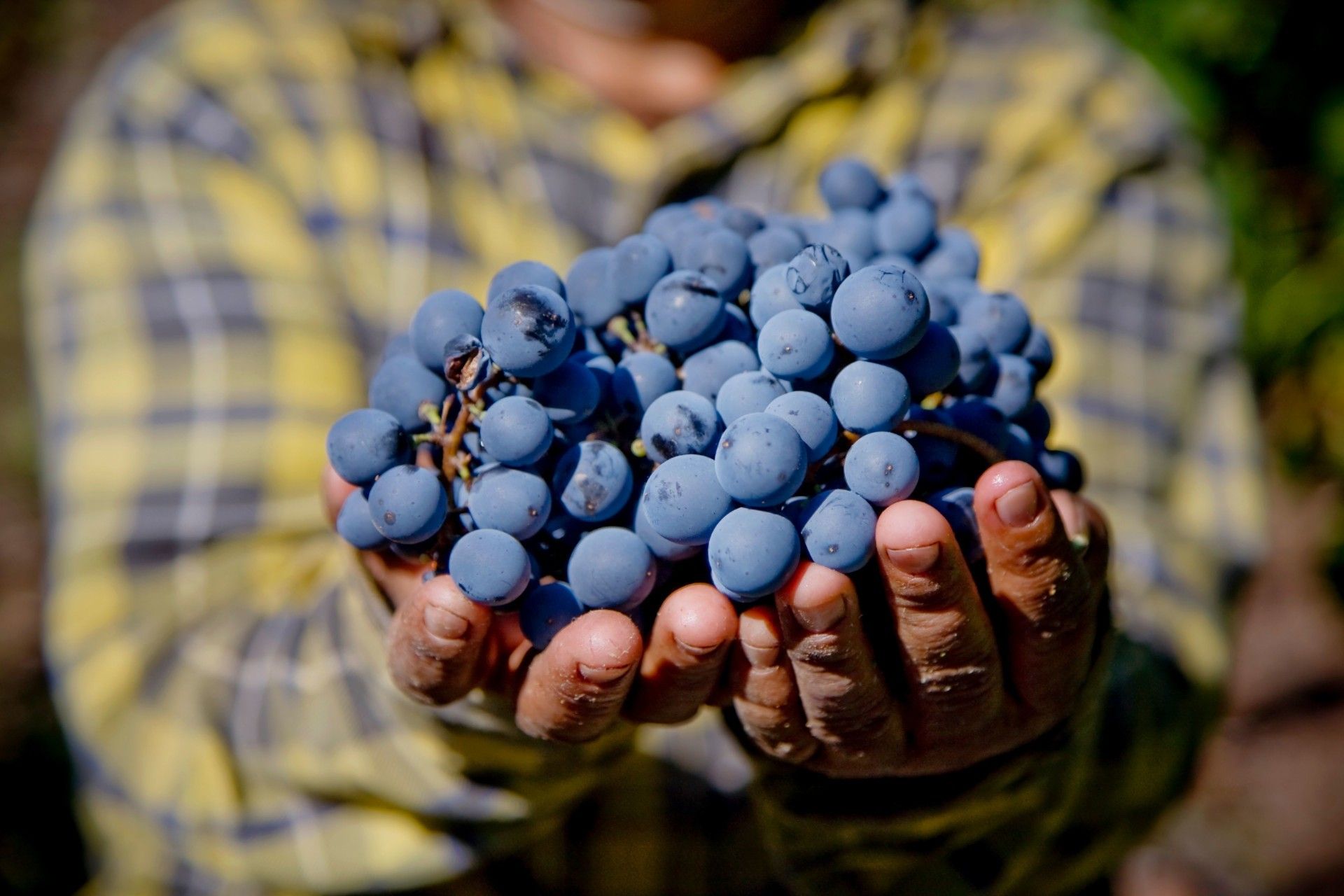 mani tengono in mano grappolo di uva di Montepulciano D'Abruzzo della Tenuta Trium di Notaresco a Teramo in Abruzzo