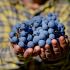 mani tengono in mano grappolo di uva di Montepulciano D'Abruzzo della Tenuta Trium di Notaresco a Teramo in Abruzzo