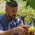 ragazzi che raccoglie grappolo d'uva durante la vendemmia di Trebbiano D'Abruzzo della Tenuta Trium di Notaresco a Teramo