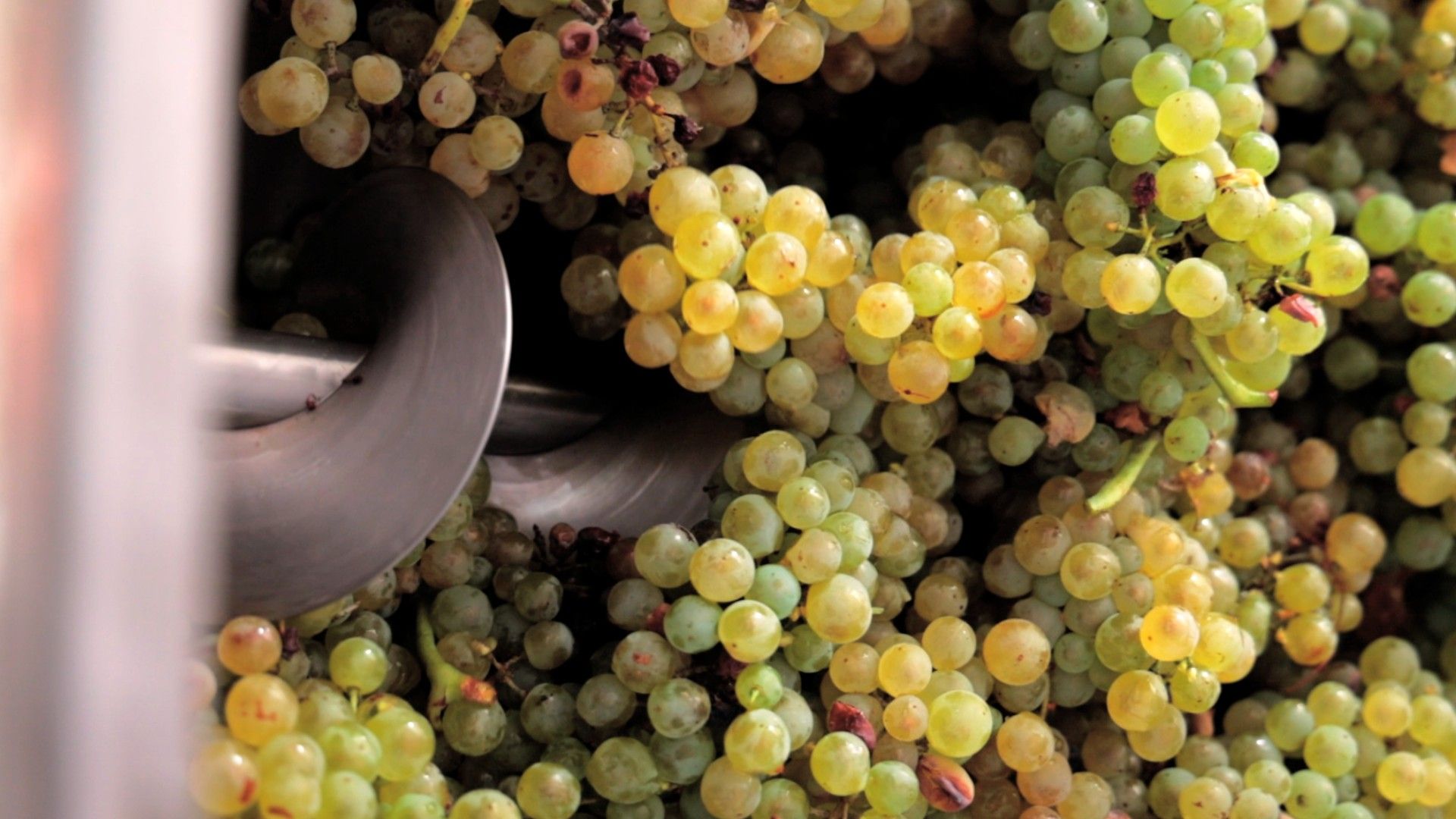 grappoli d'uva di Trebbiano D'Abruzzo nella diraspatrice della Tenuta Trium di Notaresco a Teramo