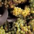 grappoli d'uva di Trebbiano D'Abruzzo nella diraspatrice della Tenuta Trium di Notaresco a Teramo