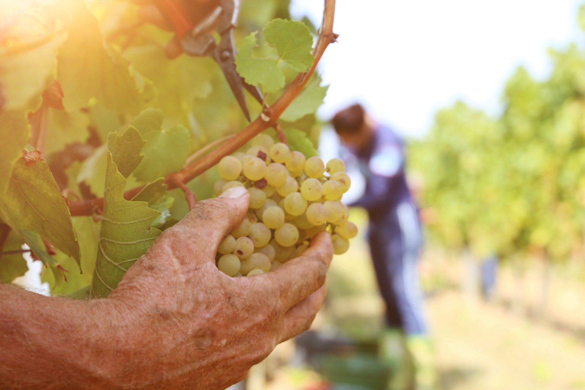 mani che raccolgono grappolo d'uva di Trebbiano D'Abruzzo durante vendemmia della Tenuta Trium di Notaresco a Teramo