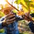contadino che prende in mano un grappolo di Montepulciano D'Abruzzo della Tenuta Trium di Notaresco a Teramo in Abruzzo