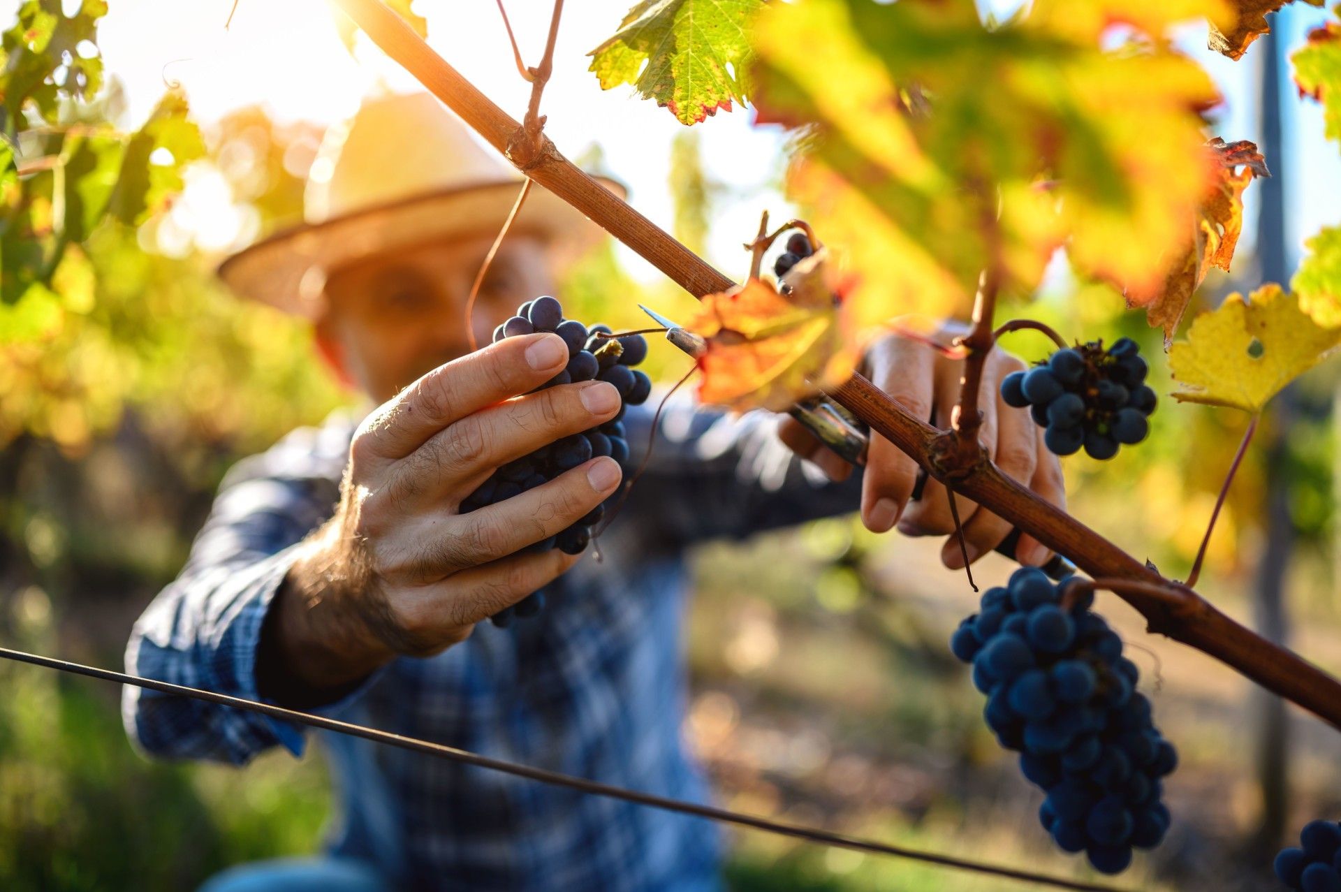 contadino che prende in mano un grappolo di Montepulciano D'Abruzzo della Tenuta Trium di Notaresco a Teramo in Abruzzo