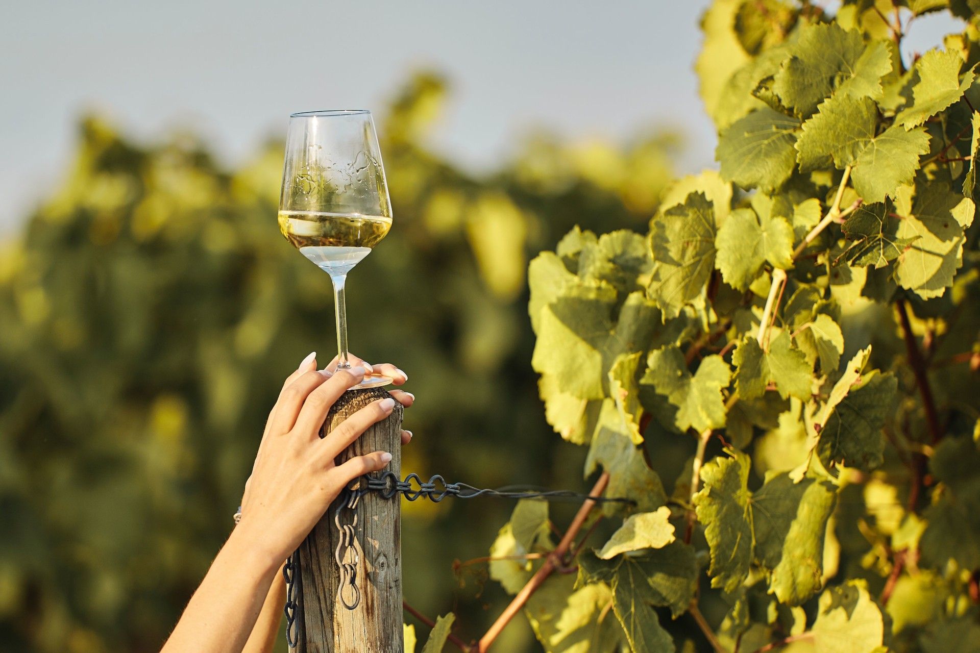 ragazza che tiene in mano un calice di vino bianco di Trebbiano D'Abruzzo DOC della Tenuta Trium di Notaresco a Teramo