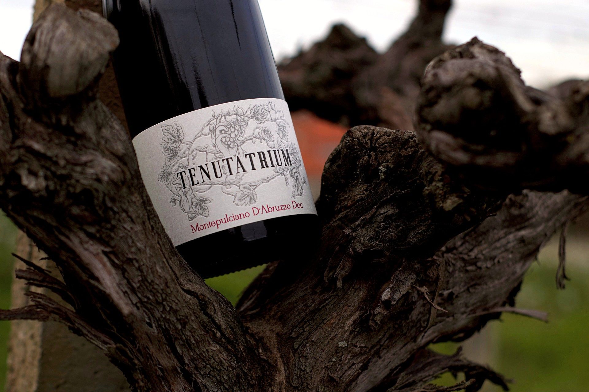 bottiglia sulla pianta di vite antica di Montepulciano D'Abruzzo DOC della Tenuta Trium di Notaresco a Teramo in Abruzzo