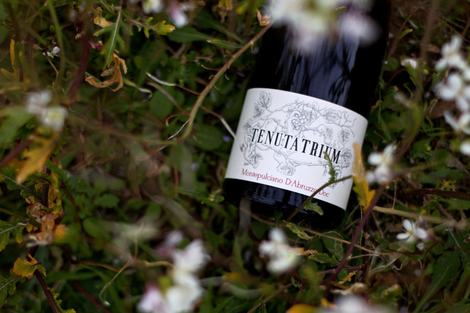 bottiglia nel prato con i fiori di Montepulciano D'Abruzzo DOC della Tenuta Trium di Notaresco a Teramo in Abruzzobottiglia-montepulciano-dabruzzo-doc-tenuta-trium-sul-prato-fiorito-notaresco-teramo-abruzzo