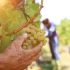 mani che raccolgono grappolo d'uva di Trebbiano D'Abruzzo durante vendemmia della Tenuta Trium di Notaresco a Teramo