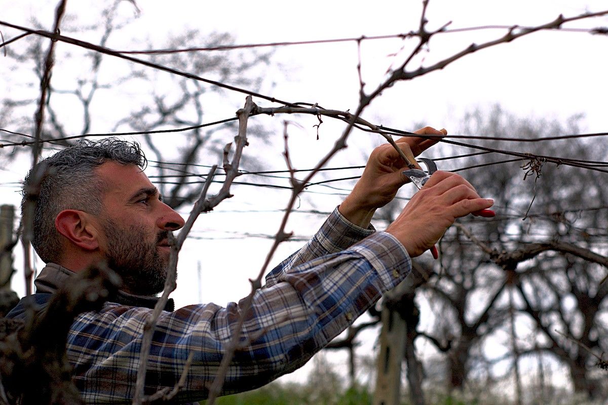 contadino zappa le erbacce diserbo meccanico della vigna tenuta Trium Notaresco di Teramo