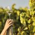 ragazza che tiene in mano un calice di vino bianco di Trebbiano D'Abruzzo DOC della Tenuta Trium di Notaresco a Teramo