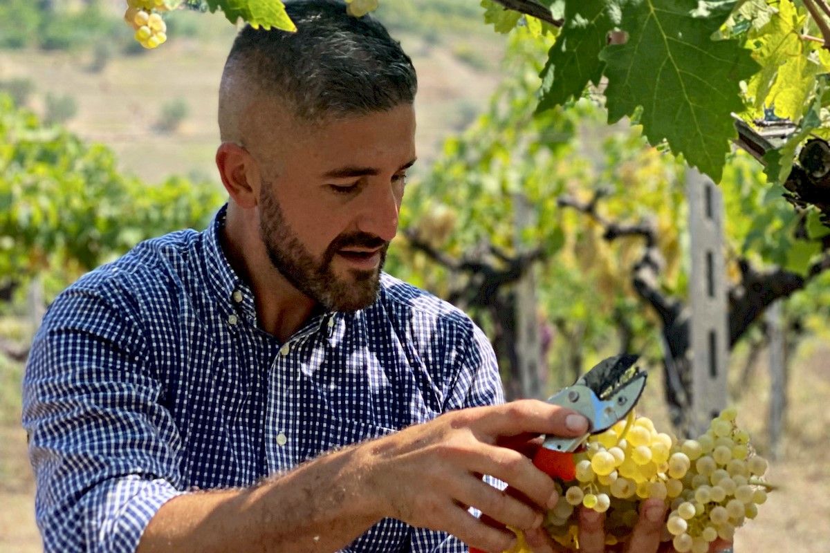 ragazzo raccoglie un grappolo d'uva bianca Trebbiano d'Abruzzo con forbici durante vendemmia della tenuta Trium Notaresco di Teramo