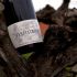 bottiglia sulla pianta di vite antica di Montepulciano D'Abruzzo DOC della Tenuta Trium di Notaresco a Teramo in Abruzzo