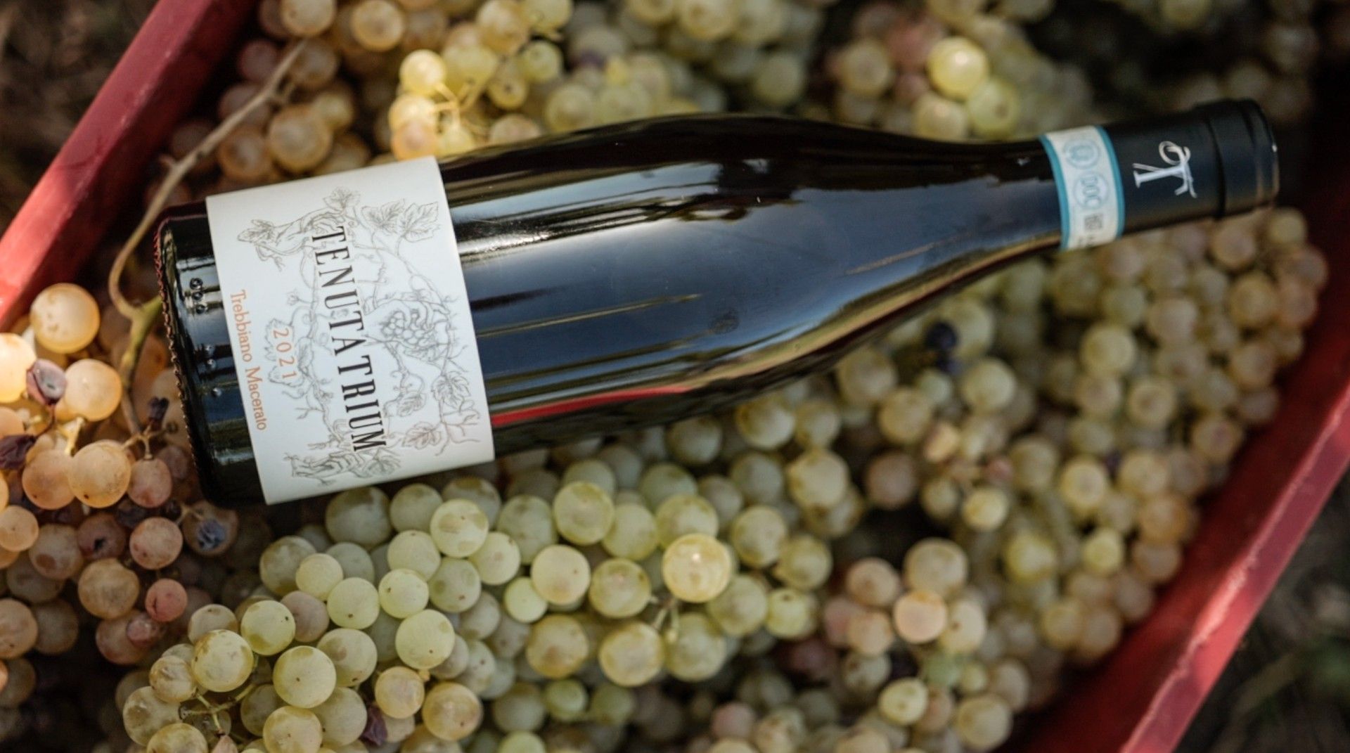 bottiglia di Trebbiano D'Abruzzo macerato sulla cassetta d'uva con i grappoli della Tenuta Trium di Notaresco a Teramo