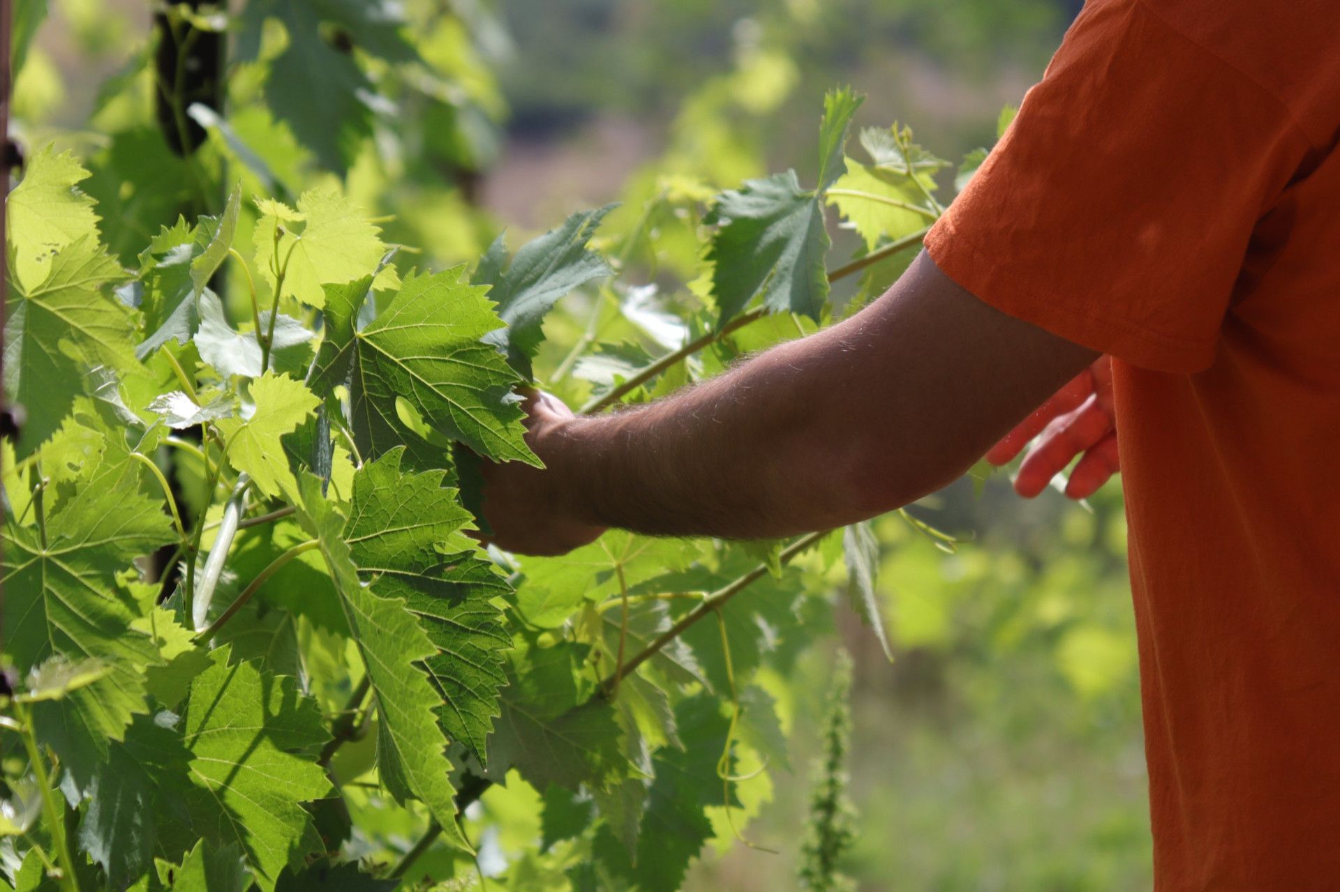 uomo che pota la vite togliendo le foglie nel vigneto della Tenuta Trium a Notaresco